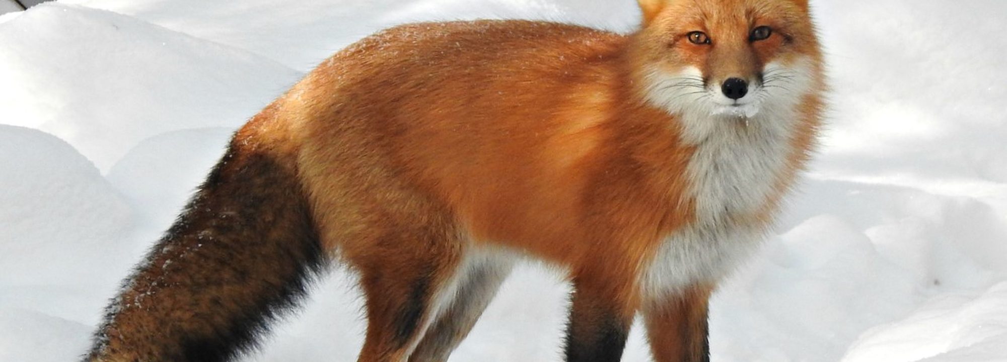 A red fox in close view — the &lsquo;Tammy is a vixen&rsquo; of the essay's central example.